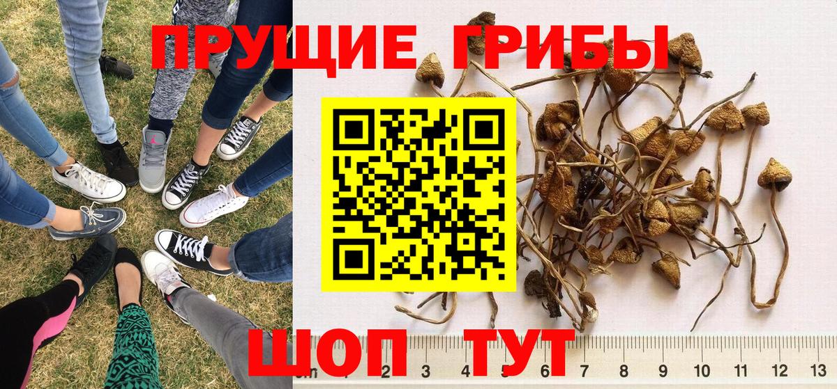 Псилоцибиновые грибы Cubensis Электросталь